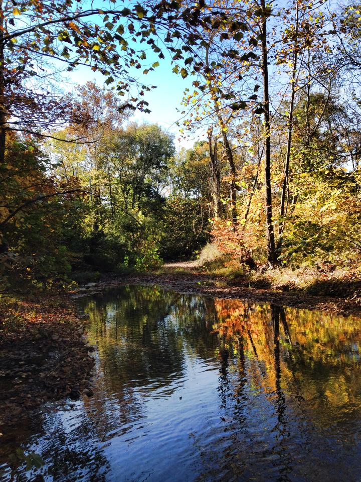 a creek with fall colored forest on the sides set against a blue sky